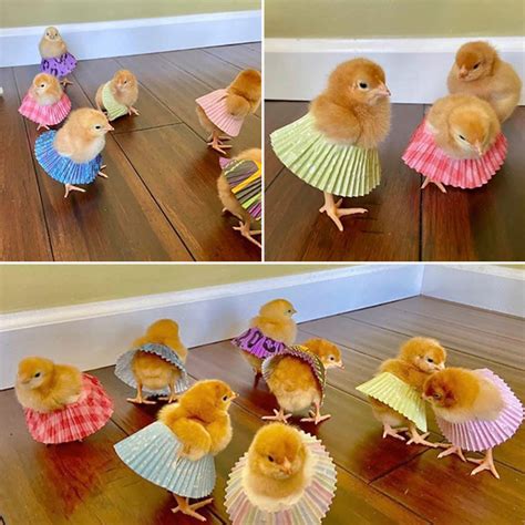 Cupcake Liner Tutus This Summers Baby Chicken Fashion Sensation