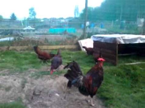 What is /r/derbyshire all about? Derbyshire redcap - YouTube