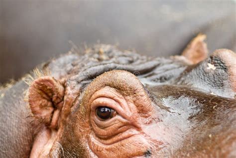 Hippo Stock Image Image Of Herbivore Mammal Eyes Wildlife 24796553