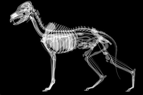 Dog Xray Guide How Much Does It Cost Joypetproducts