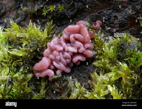 Close Up Of A Cluster Of Purple Jellydisc Fungus Ascocoryne Sarcoides