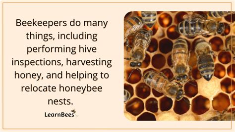 What Is A Beekeeper Called Learnbees