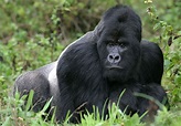 Gorilla | Size, Species, Habitat, & Facts | Britannica