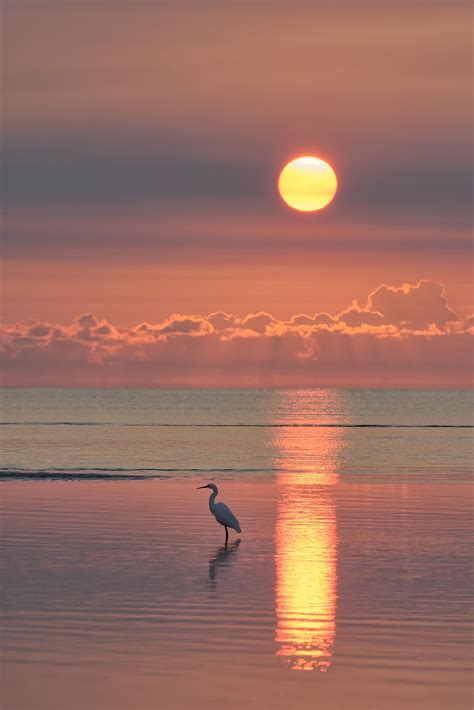 Under A Southern Sun A Dawn Shot Of An Egret Fishing In Tidal Pools