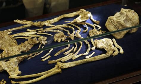 Cientistas Revelam Esqueleto De Ancestral Humano De Milh Es De Anos