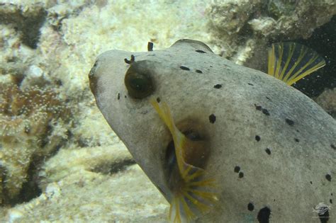 Black Spotted Pufferfish Factsvideo And Photographs