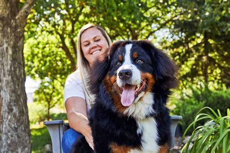 Bernese Mountain Dog Dog Breed History And Some Interesting Facts