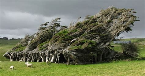 16 Of The Most Magnificent Trees In The World