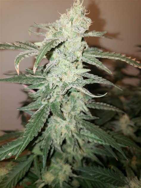 Purple Afghan Kush Critical 20 Gorilla 3 Grow Journal Week21 By