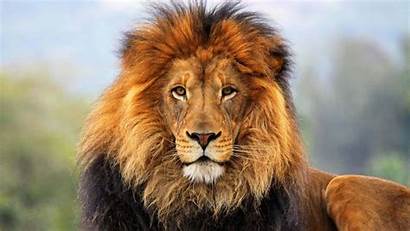 Lion 4k Male Cat Uhd Sanctuary Animals