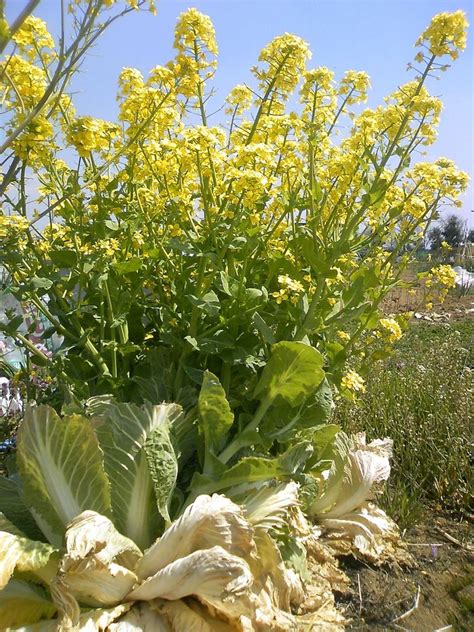 Napa cabbage is also rich in soluble fiber, which helps to increase the number of good bacteria like in the gut. How to Grow Napa Cabbage (Chinese Cabbages) | Dengarden