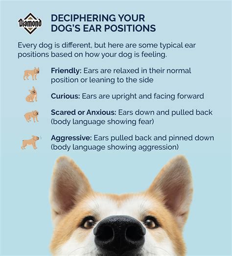 Deciphering Your Dogs Ear Positions