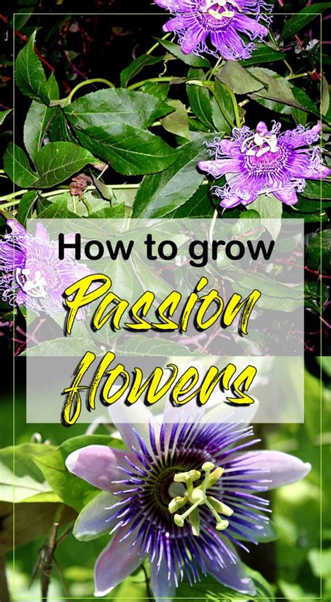 How To Grow Passion Flowers Easy Tips By Nature Bring Naturebring