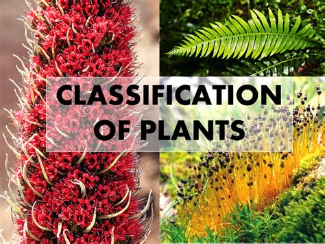 4 Types Of Plants Kingdom Plantae Owlcation