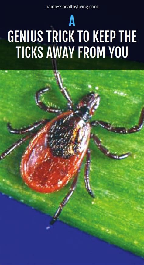 A Genius Trick To Keep The Ticks Away From You Herbal Cure Natural