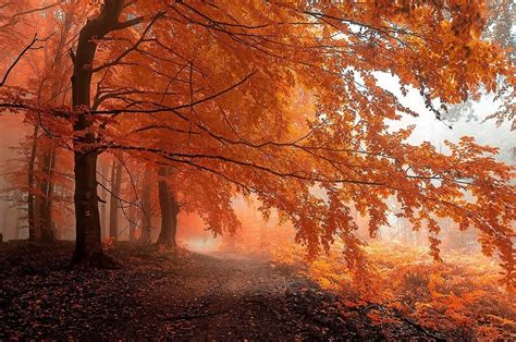 Nature Landscape Fall Forest Leaves Mist Path Trees Wallpaper