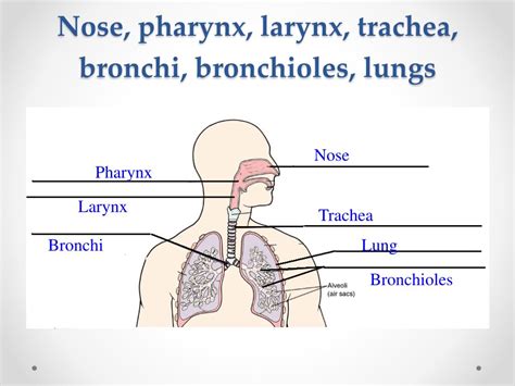 Ppt Circulatory And Respiratory System Powerpoint Presentation Free
