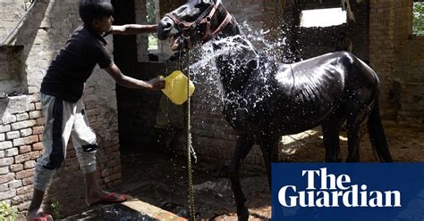 Best Photos Of The Day A Hot Horse And Flower Moon World News The