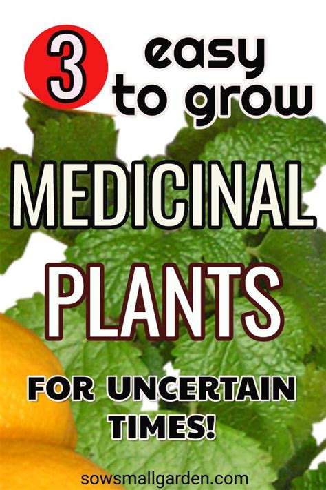 3 Must Have Medicinal Plants To Start A Medicinal Herb Garden Sow