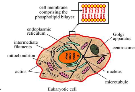 Fats are made from lipid molecules. 3: Figure of a cell displaying the various components of ...