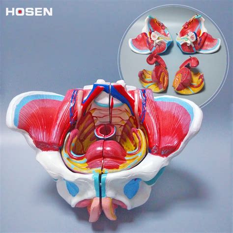 Female Pelvic Structure Model Pelvis With Genitalia And Vascular Nerve Model Structural Teaching