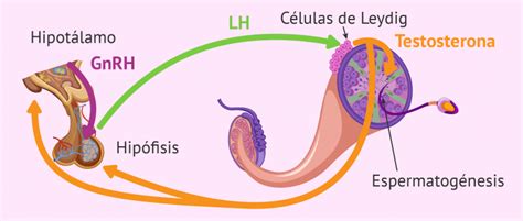 ¿cuáles son las funciones de la hormona lh en el ciclo reproductivo