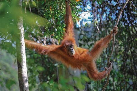 Wildlife Orangutans On The Island Of Borneo Boomers Daily