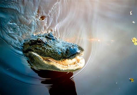 Wild Alligator Season In New Orleans 2024 Roveme