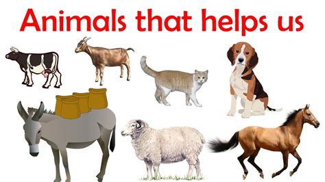 Animals That Help Us Benefits We Get From Animals Aatoons Kids