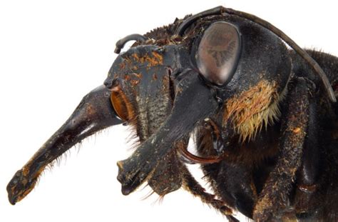 The Head Of A Wallaces Bee Worlds Largest Bee Rnatureismetal