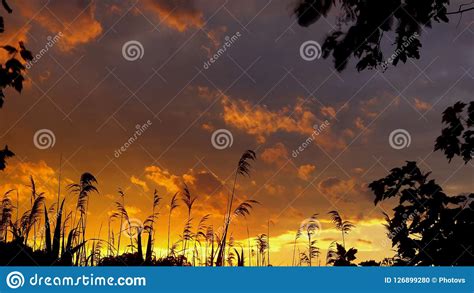 Red Sky Sunset Clouds Reed Wind Stock Photo Image Of Nature Season