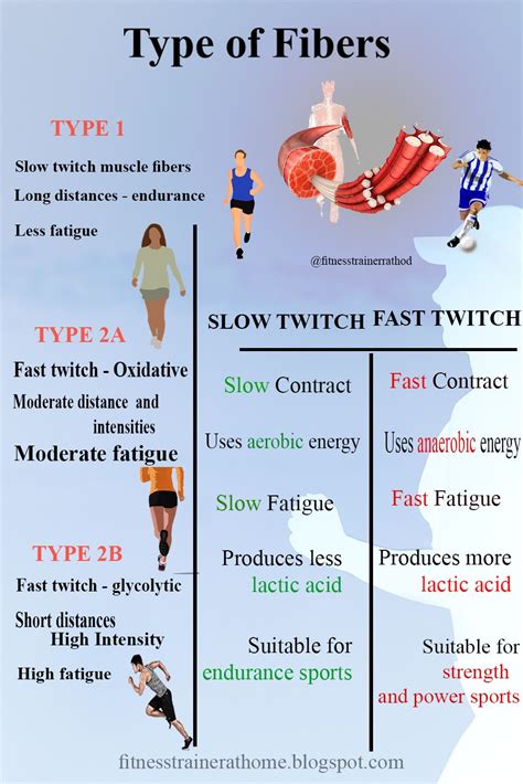 At least 125 of the 500+ human protein kinases are serine/threonine kinases (stk). Types of muscle fibers in human body. | Types of muscles ...