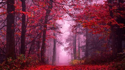 Enchanting Wallpaper 4k Autumn Forest Path Mystical