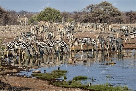 Herd Of Zebras Drinking In A Waterhole A Etosha National Park Namibia