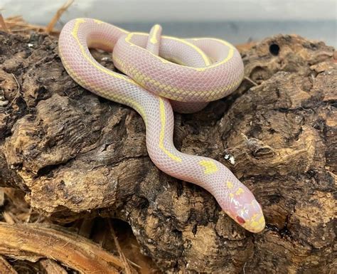 Albino Striped California King Snake For Sale Snakes At Sunset