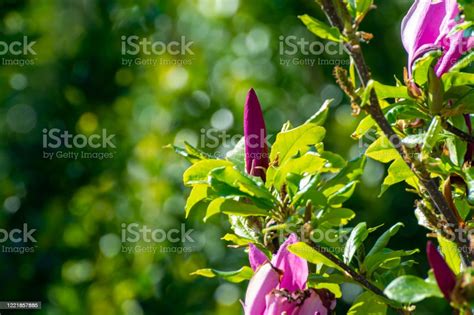 Plantation With Rows Of Evergreen Garden Decorative Magnolia Trees With