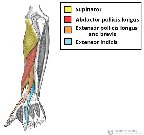 Antebrachial Anatomy