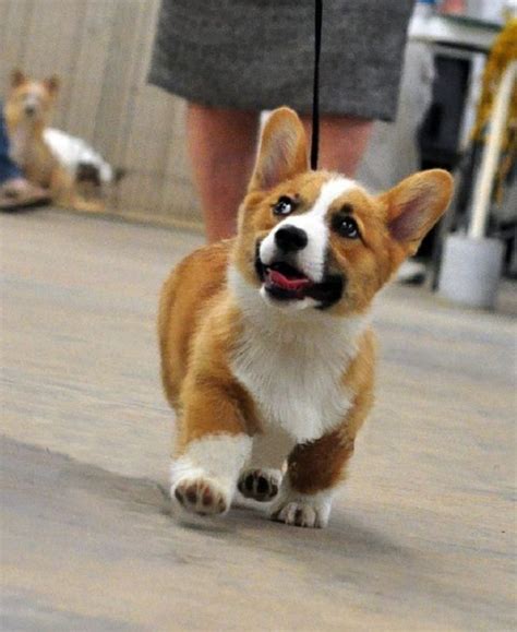 New and used items, cars, real estate, jobs, services, vacation rentals we are now taking deposits.gorgeous unique corgi puppies for sale. 367 best Corgi Puppies! images on Pinterest