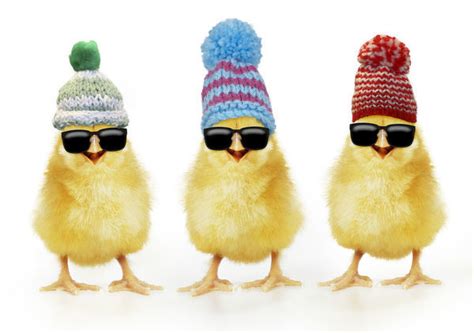 Chicken Chick Wearing Sunglasses And Woolly Print 18904400 Poster