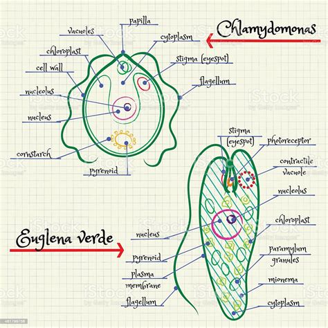 For this reason, a compound microscope has to be used to observe and study them. The Structure Of Chlamydomonas And Euglena Stock ...