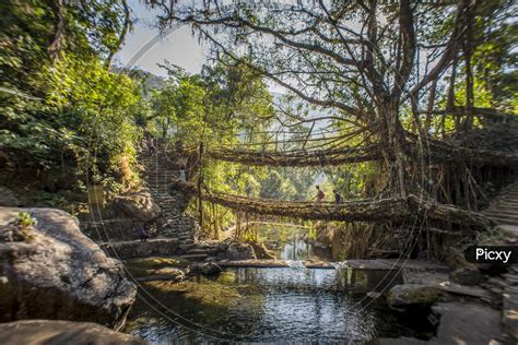 Image Of Double Decker Living Root Bridge At Nongriat Village