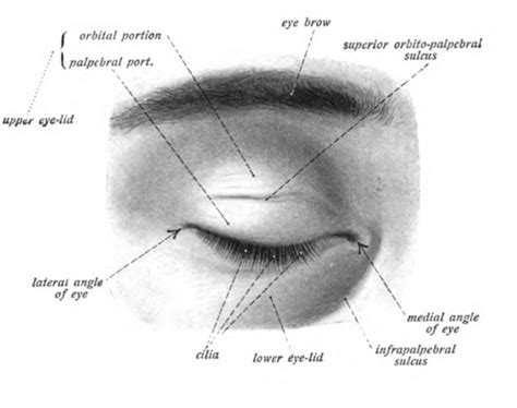 Anatomia da palpebra 1 Portal do Jaleko Conteúdos práticos de