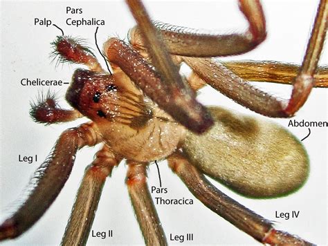 Brown Recluse Spider Anatomy Bugs In The News