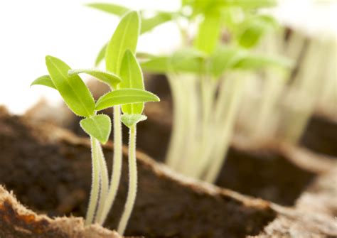 Sprouting Seeds