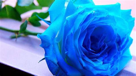 Blue Rose Wallpapers Wallpaper Cave