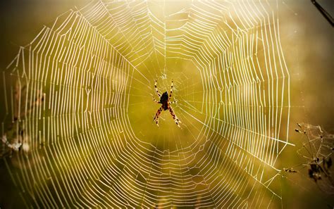 Sticky Science The Evolution Of Spider Webs Scientific American
