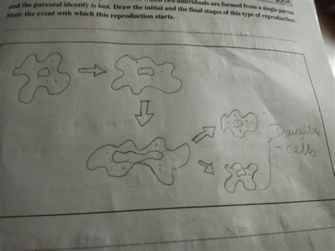 Binary fission (division in half) is a kind of asexual reproduction. explain the process of binary fission in amoeba with ...