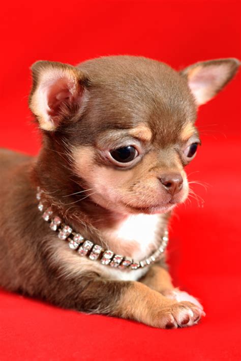 Cute Light Brown Chihuahua Puppy Pets Lovers