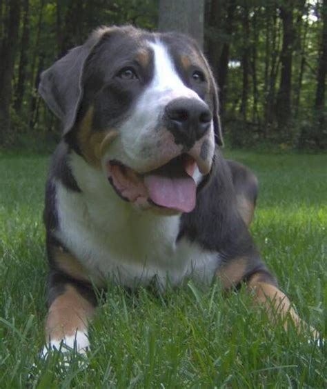 Blue Swissy Swiss Mountain Dogs Mountain Dogs Greater Swiss