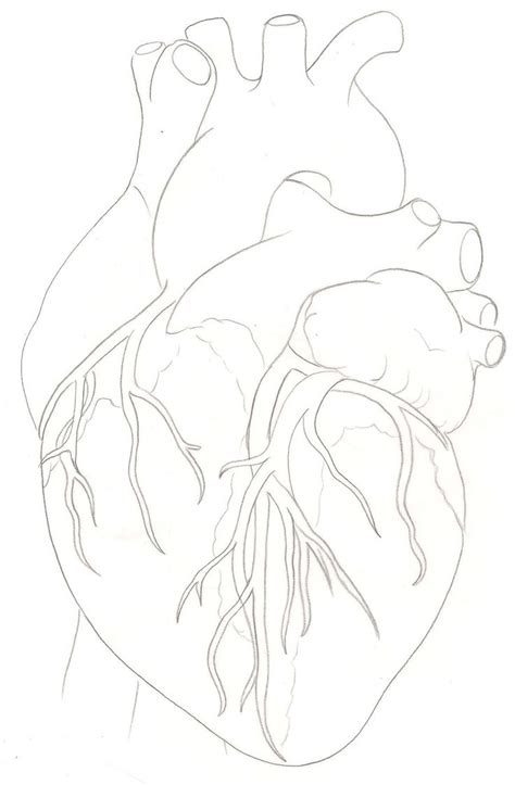 Human Heart Tattoo By Metacharis On Deviantart Dibujo De